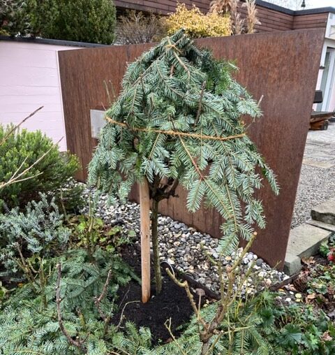 Rosenpflege für den Winter