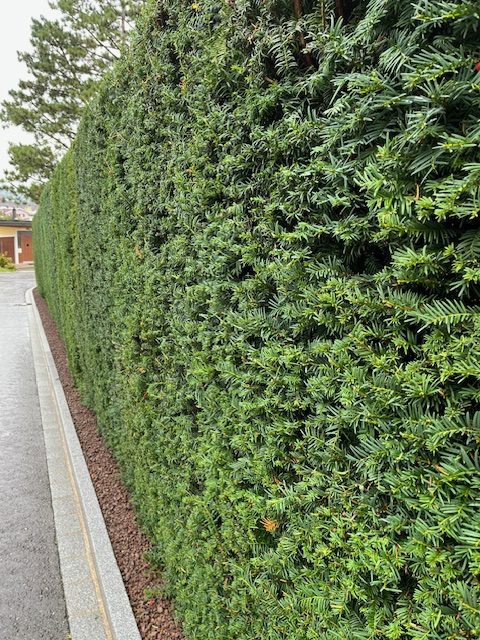 Hecken retour und in Form schneiden